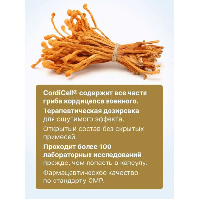 Кордицепс